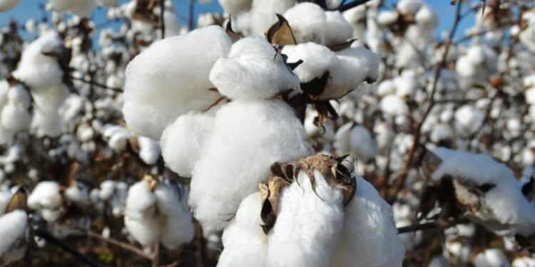 القطن المصري