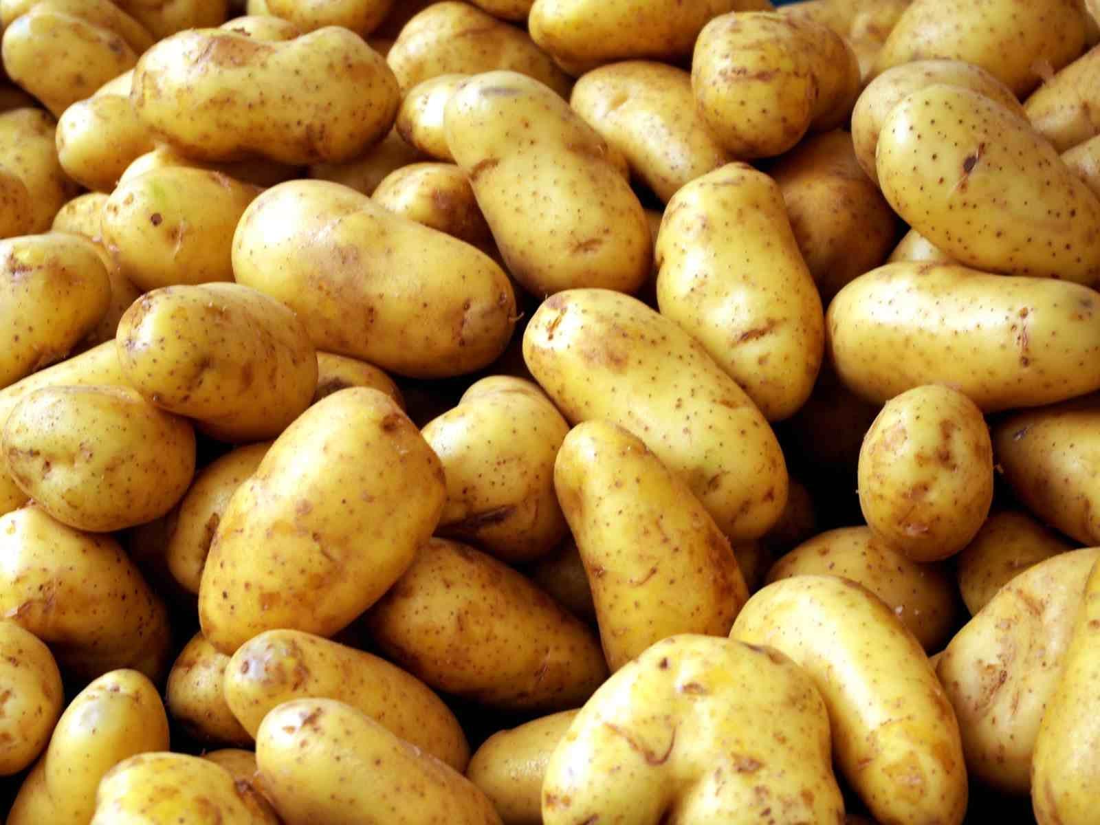 الزراعة