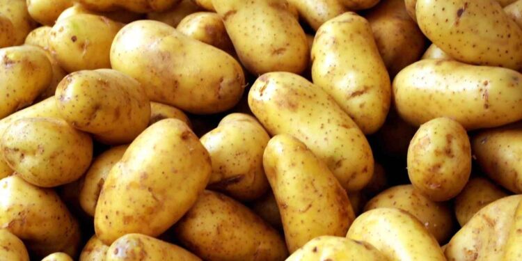 البطاطس