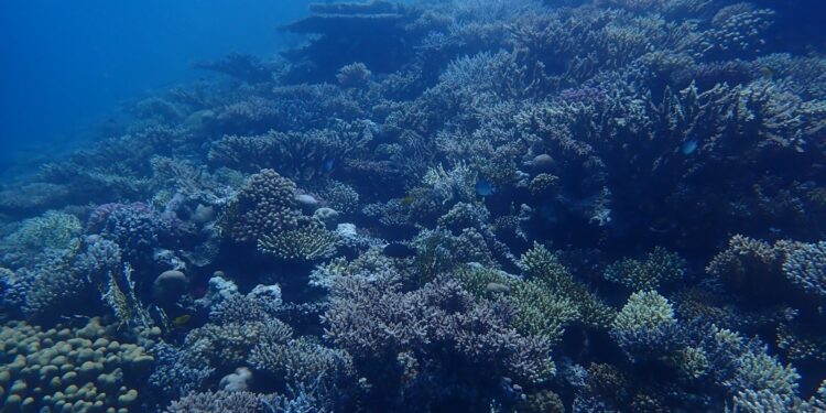الحكومة تعلن الحيد المرجاني العظيم في البحر الأحمر محمية طبيعية
