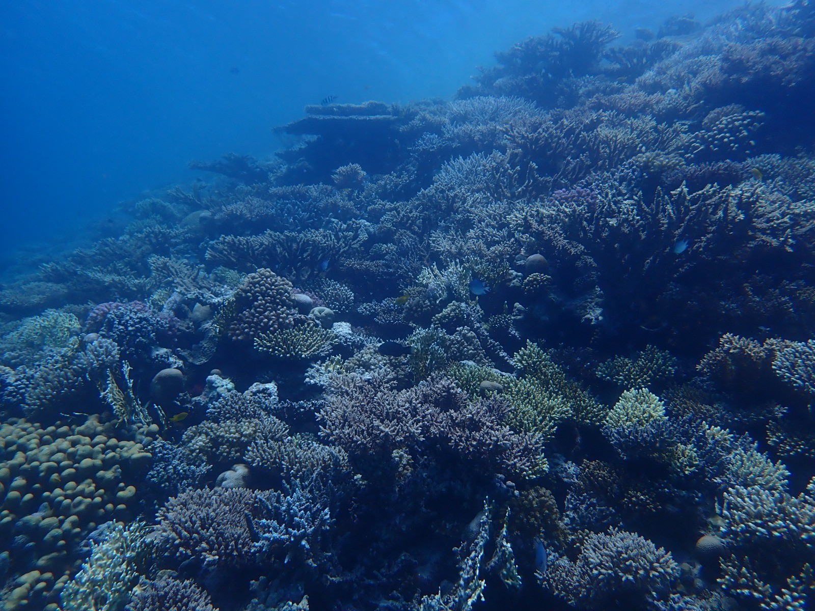 الحكومة تعلن الحيد المرجاني العظيم في البحر الأحمر محمية طبيعية