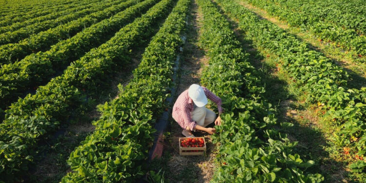 القطاع الزراعى