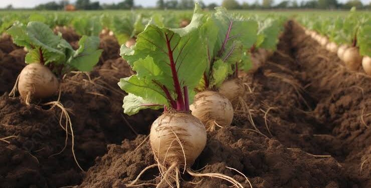 زراعة البنجر