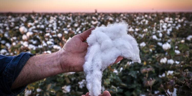 القطن المصري