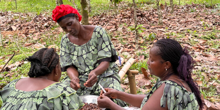 كاكاو في أفريقيا