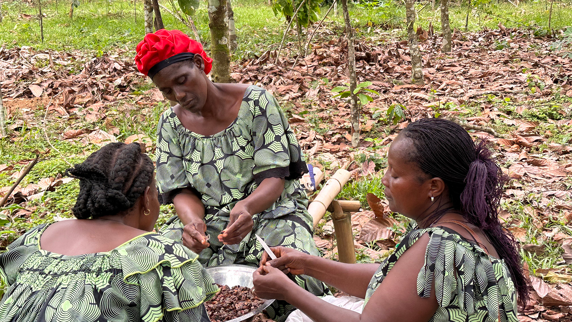 كاكاو في أفريقيا