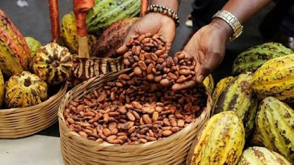 كوت ديفوار تعلن أسعار الكاكاو مبكرًا.. وأسواق الشوكولاتة تترقب