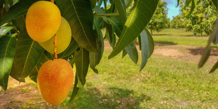 شتلات المانجو