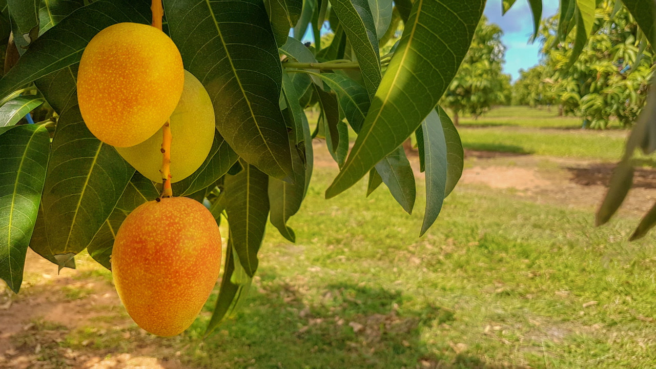 شتلات المانجو