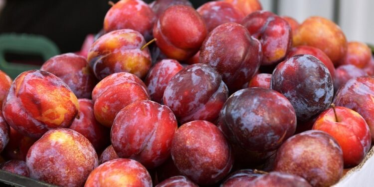 البرقوق الفاخر . سوق الفاكهة