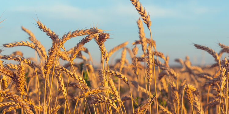 القمح