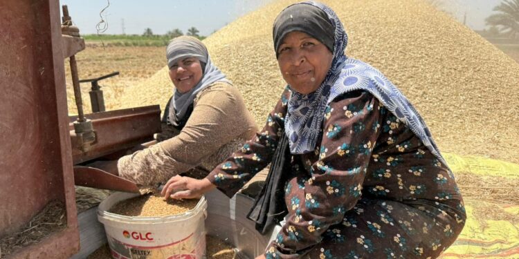 "الفاو" تطلق "يوم حصاد القمح" في سمالوط 20 مايو المقبل