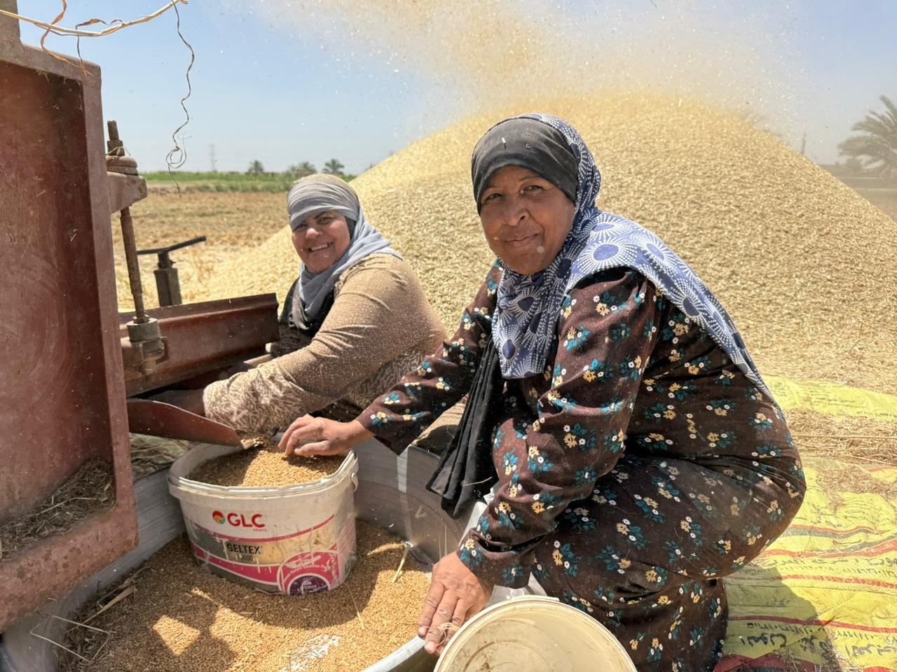 "الفاو" تطلق "يوم حصاد القمح" في سمالوط 20 مايو المقبل