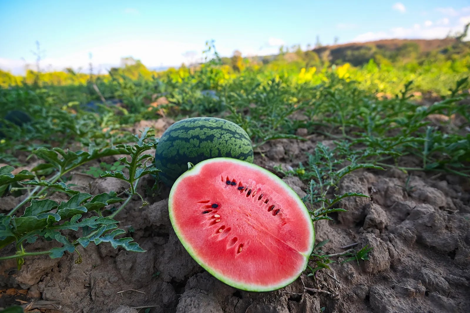 البطيخ