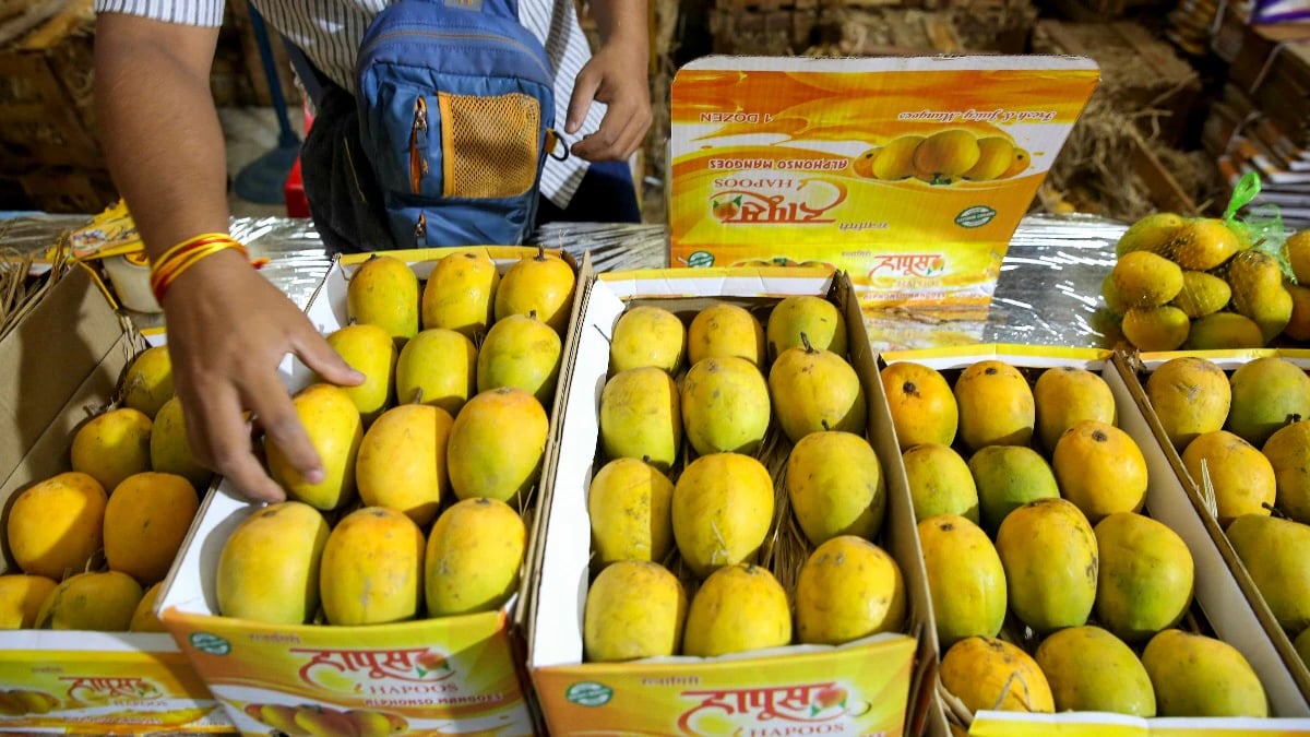 المانجو "ألفونسو"